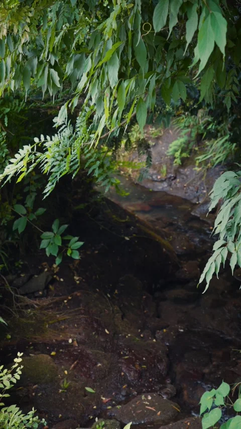 Cinematic vertical shot of a small clear stream gently flowing through Vidéo 345510088