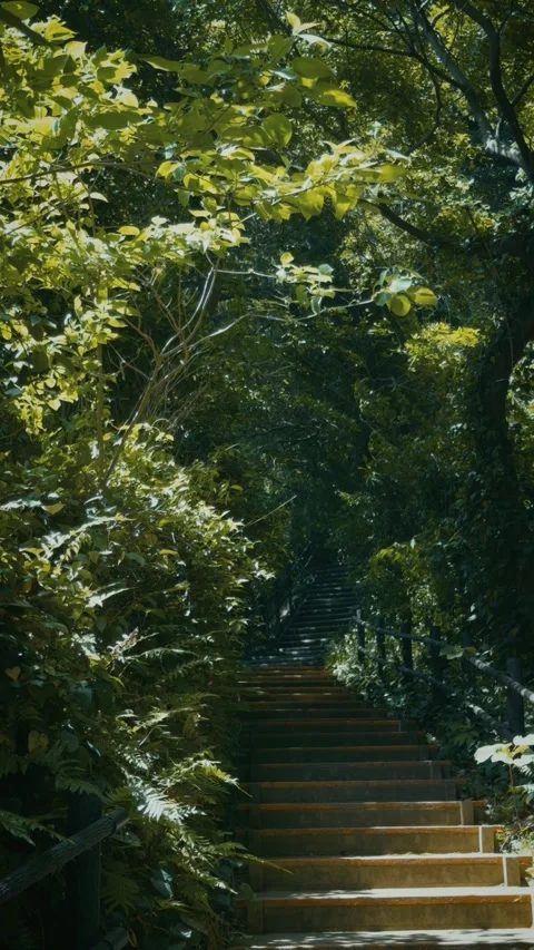 Cinematic vertical shot of stone steps leading up through a lush forest Vidéo 345457065