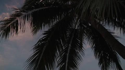 Cinematic Vertical Tilt-Down Shot from Silhouetted Palm Canopy to Ethereal Stockbeeldmateriaal 335713571