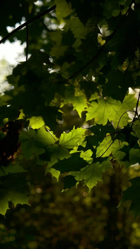 Cinematic vertical of vibrant green maple leaves, warm golden sunlight filtering Stock Footage 337694162
