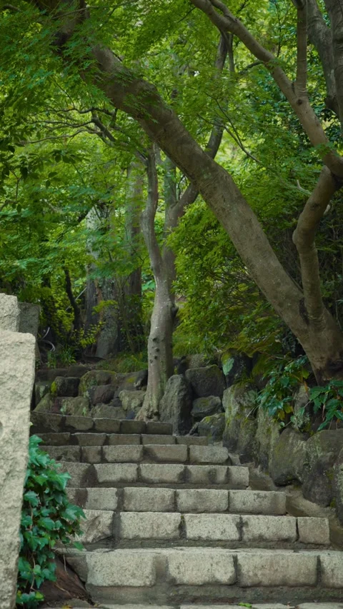 Cinematic vertical view of ancient stone stairs leading up through lush Stock Footage 345511766