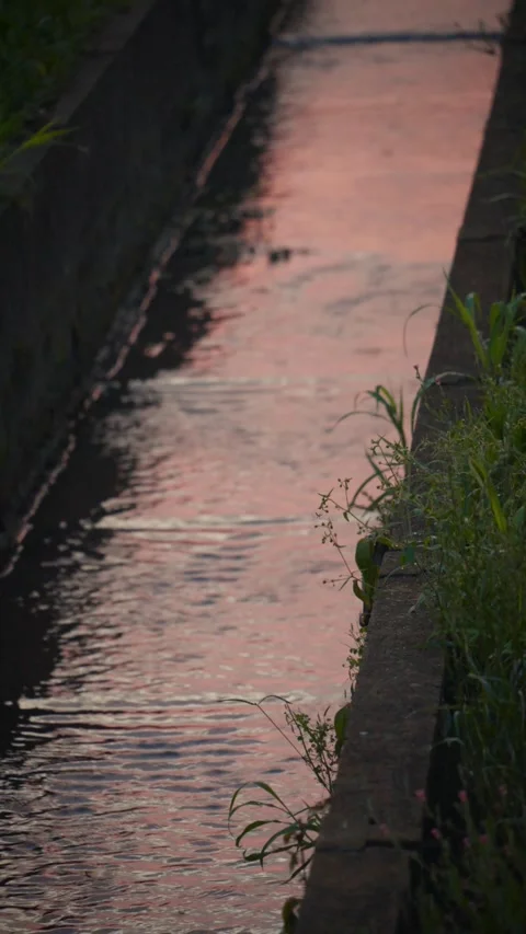 Cinematic vertical view of narrow concrete water channel with pink Vidéo 345699601