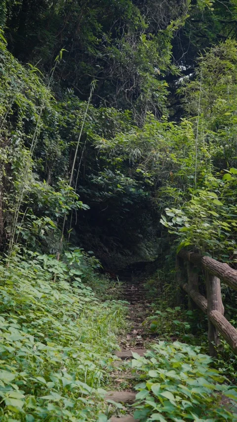 Cinematic vertical view of narrow overgrown hiking path winding into lush Stock Footage 345515290