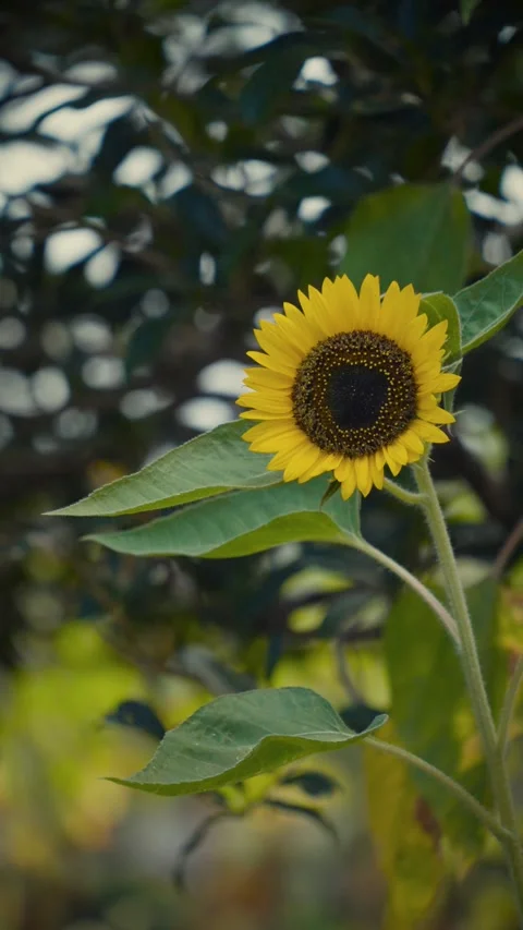Cinematic vertical view of vibrant yellow sunflower blooming gently Vidéo 345700480
