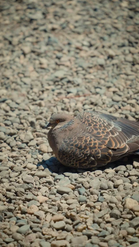Cinematic vertical view of wild oriental turtle dove resting calmly Stock Footage 345700430