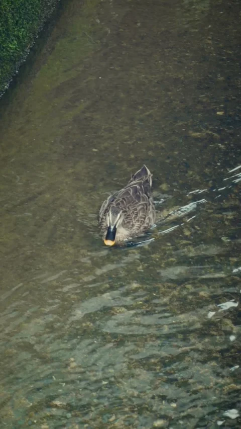 Cinematic vertical view of wild spot-billed duck swimming calmly Vidéo 345699198
