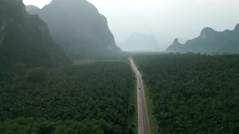 Cinematic video camera flies over the road, palm plantations and mountains in Stock Footage 235339584