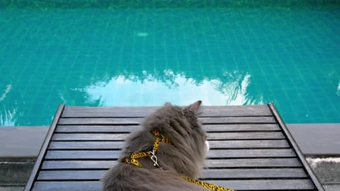Cinematic video of cat resting by pool, resting outdoors in hot weather, pet Stock Footage 229250255