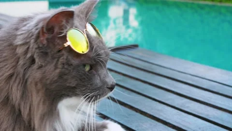 Cinematic video of a cat in sunglasses by the pool. The cat is resting on Stock Footage 229451663