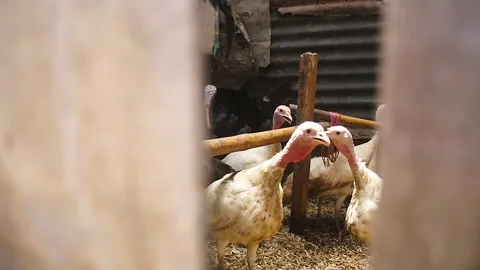 Cinematic video Stock Footage 220242705