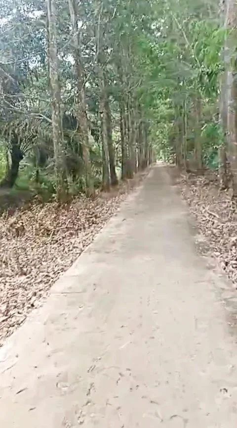 Cinematic video of road in the forest Stock Footage 310995351