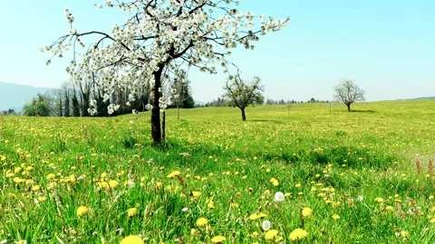 Cinematic video. Spring Video stock 130440712