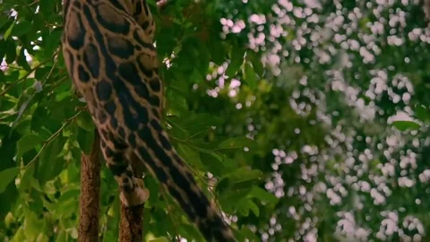 Cinematic video, tiger climbing a tree in the wild Stock Footage 213814326
