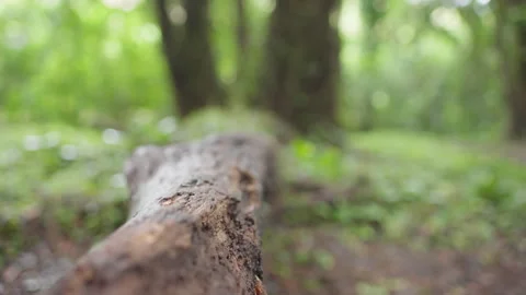Cinematic video of a young runner vaulting over a broken log during a long Stock Footage 263909793