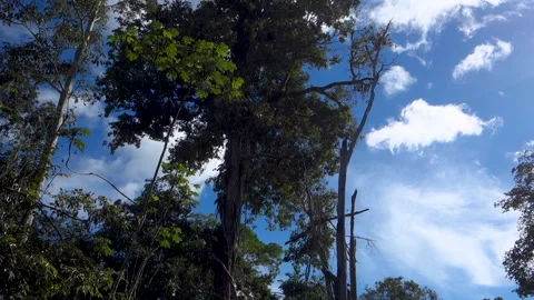 Cinematic View Of Amazon Flooded Forest With Lush Green Trees And Blue Sky Vidéo 339998875