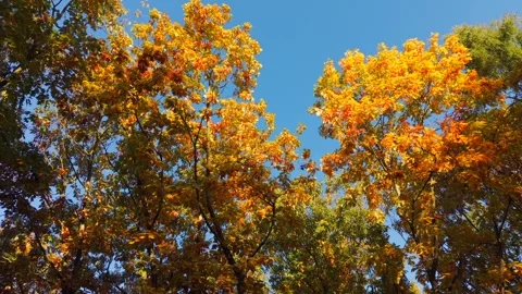 Cinematic view of autumn tree canopy with golden leaves and blue sky. Stock-Footage 347874074