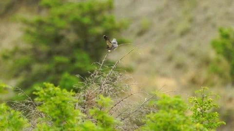 Cinematic View Of Common Cuckoo Bird, Wildlife In Deep Forest Stock Footage 323753575