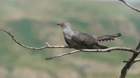 Cinematic View Of Common Cuckoo Bird, Wildlife In Deep Forest Stock Footage 323754379