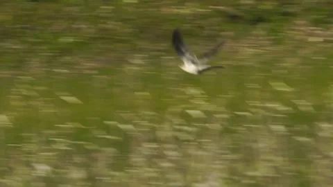 Cinematic View Of Common Cuckoo Bird, Wildlife In Deep Forest Stock Footage 323754648