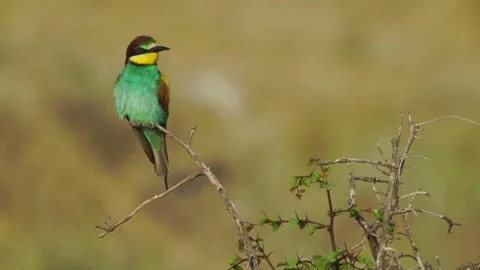 Cinematic View Of Common Cuckoo Bird, Wildlife In Deep Forest Stock Footage 323864901