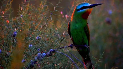 Cinematic View Of Common Cuckoo Bird, Wildlife In Deep Forest Stock Footage 323864963