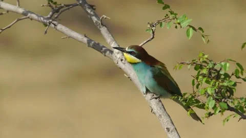 Cinematic View Of Common Cuckoo Bird, Wildlife In Deep Forest Stock Footage 323865153