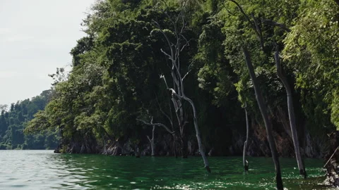 Cinematic View of Dead Sunken Trees Standing in Emerald Water Near Jungle Shore Vidéo 334643676