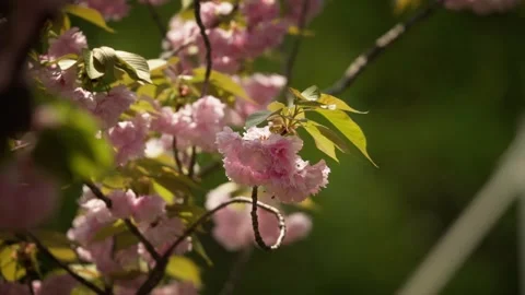 Cinematic View of a Double Pink Cherry Blossoms Stock Footage 332786970