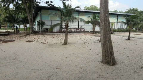 Cinematic view of Drone passing tree, couples and beach. Stock Footage 148012078