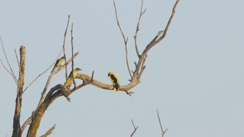 Cinematic View Of Eurasian Oriole Bird, Wildlife In Deep Forest Stock Footage 323754988