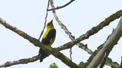 Cinematic View Of Eurasian Oriole Bird, Wildlife In Deep Forest Stock Footage 323755680