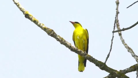 Cinematic View Of Eurasian Oriole Bird, Wildlife In Deep Forest Stock Footage 323756047