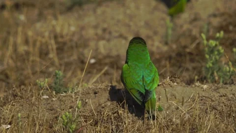 Cinematic View Of Eurasian Oriole Bird, Wildlife In Deep Forest Stock Footage 323864624