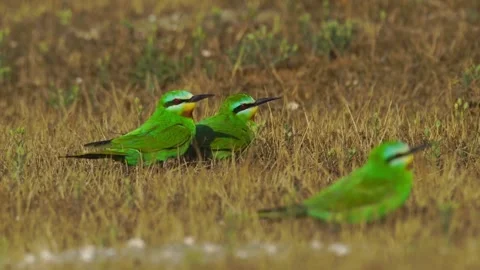 Cinematic View Of Eurasian Oriole Bird, Wildlife In Deep Forest Stock Footage 323864665