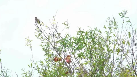 Cinematic View Of European Robin, Wildlife In Forest Stock Footage 323758564