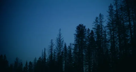 Cinematic view of forest at night Stock Footage 236511549