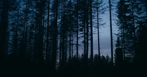 Cinematic view of forest at night Stock Footage 236511629