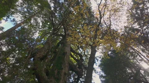 Cinematic View of a Forest Swaying in the Wind Stock Footage 336554823