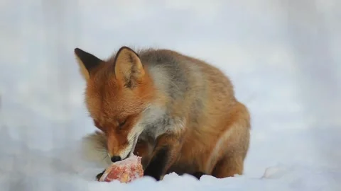 Cinematic View Of Fox, Wildlife In Deep Forest Stock Footage 323447540