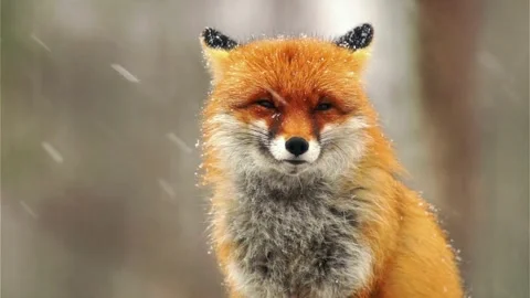 Cinematic View Of Fox, Wildlife In Deep Forest Stock Footage 323447560