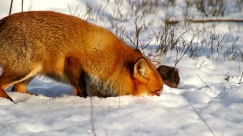 Cinematic View Of Fox, Wildlife In Deep Forest Stock Footage 323447567