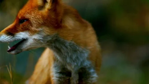 Cinematic View Of Fox, Wildlife In Deep Forest Stock Footage 323447645