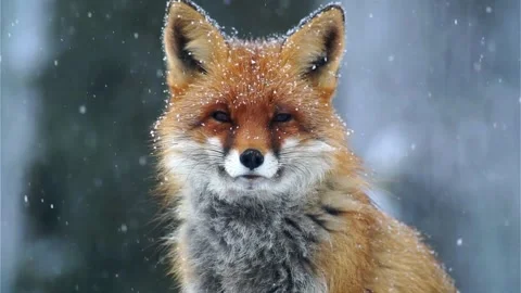 Cinematic View Of Fox, Wildlife In Deep Forest Stock Footage 323447682