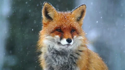 Cinematic View Of Fox, Wildlife In Deep Forest Stock Footage 323447712