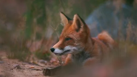 Cinematic View Of Fox, Wildlife In Deep Forest Stock Footage 323447721