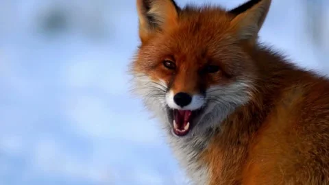 Cinematic View Of Fox, Wildlife In Deep Forest Stock Footage 323447734