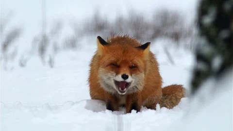 Cinematic View Of Fox, Wildlife In Deep Forest Stock Footage 323447871