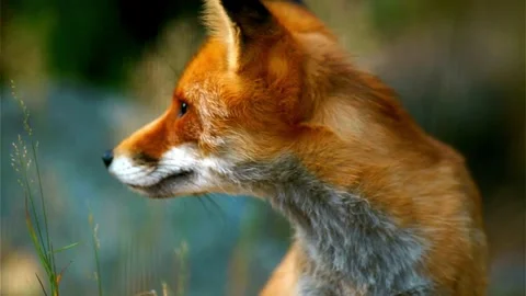 Cinematic View Of Fox, Wildlife In Deep Forest Stock Footage 323447903