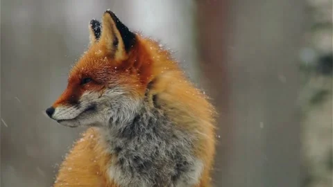 Cinematic View Of Fox, Wildlife In Deep Forest Stock Footage 323448284