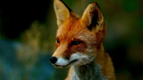 Cinematic View Of Fox, Wildlife In Deep Forest Stock Footage 323448605